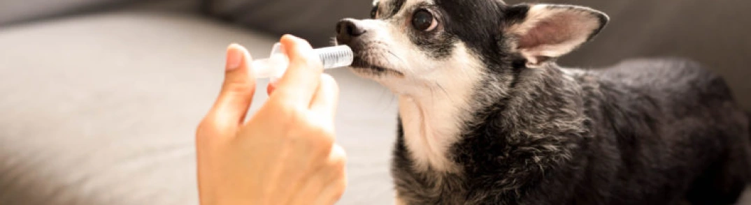 Vermifuge du Chien