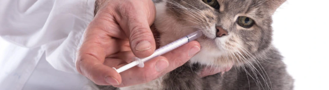 Vermifuge pour Chat