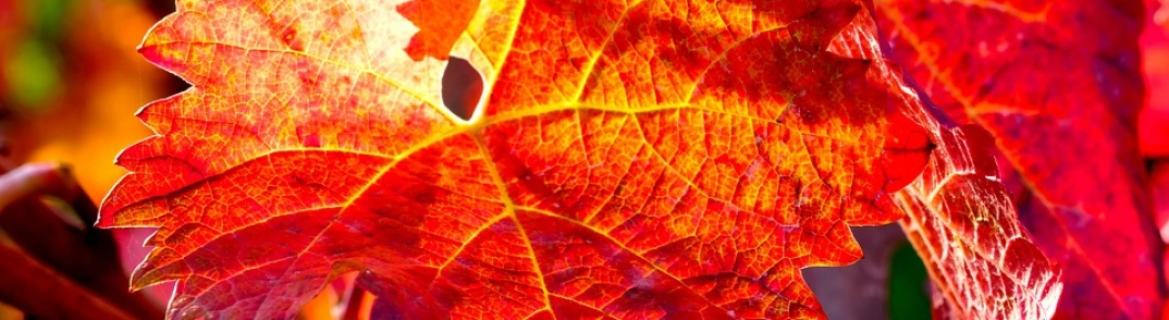 Vigne Rouge