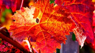 Vigne Rouge