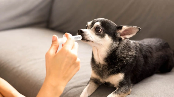 Vermifuge du Chien