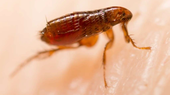 Puces, tiques chez le chat et le chien