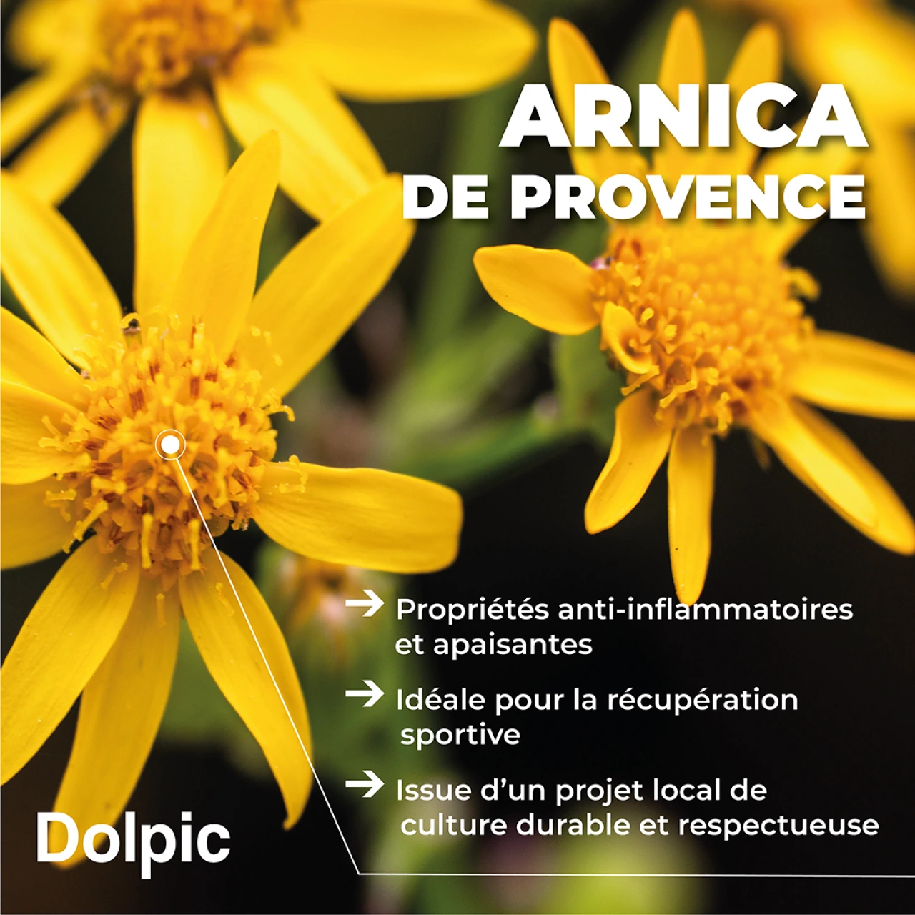 Dolpic Roll-On Cryo - Vue 5