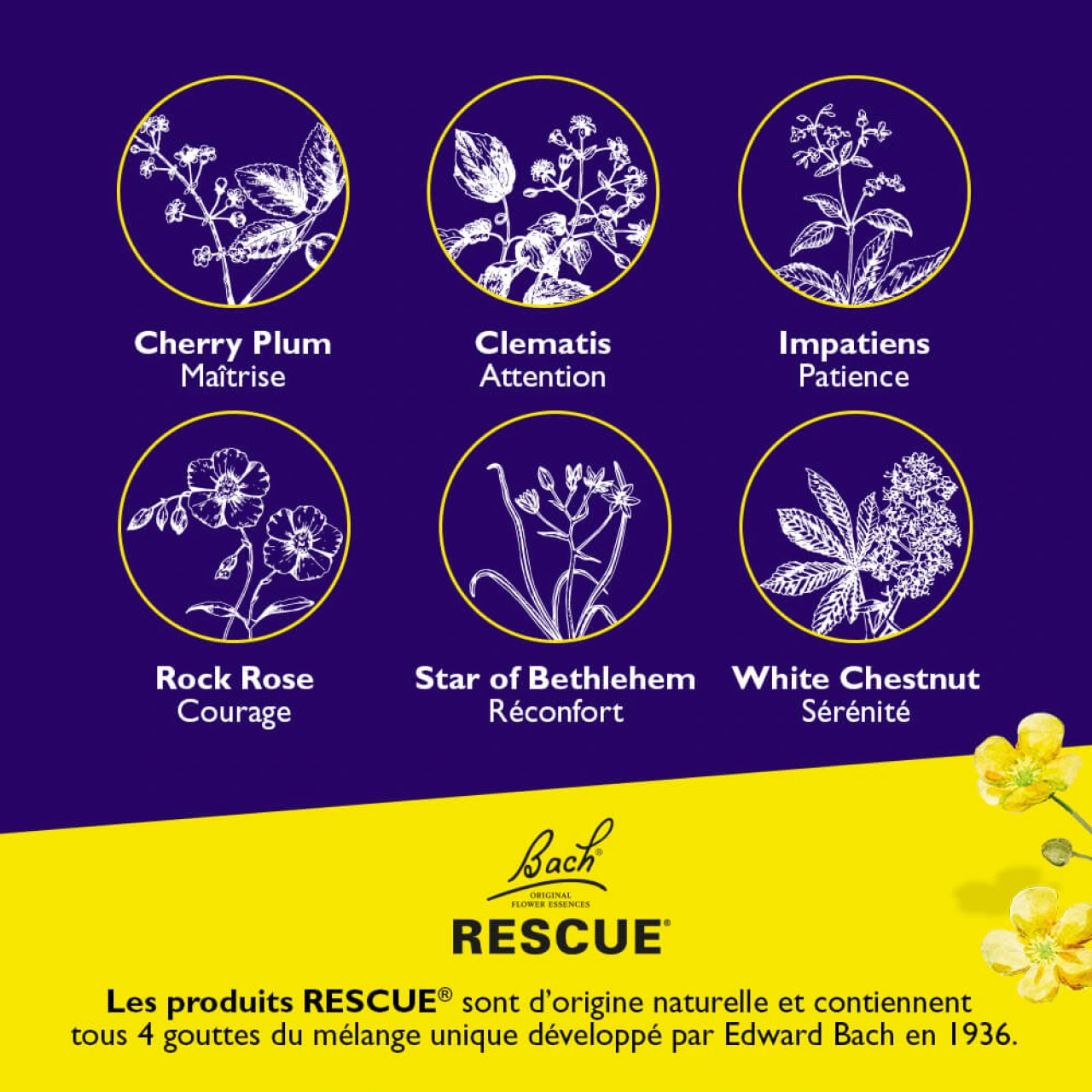 RESCUE® Kids Nuit Fleur de Bach en Gouttes - Vue 11