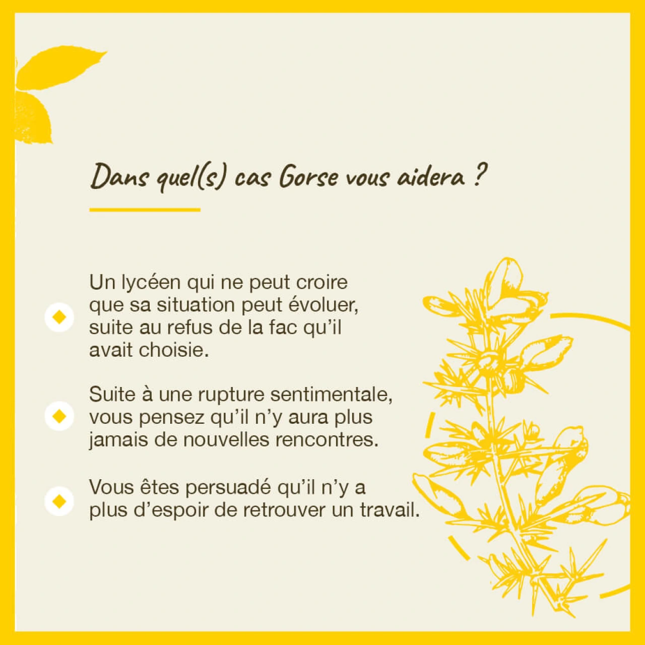Fleurs de Bach Gorse n°13 - Vue 6