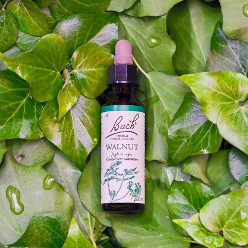 Fleurs de Bach Walnut n°33