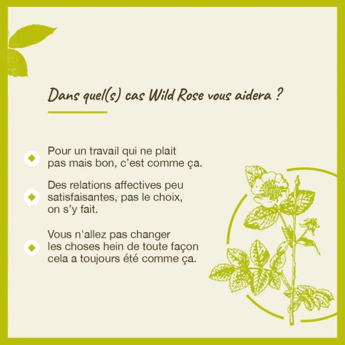 Fleurs de Bach Wild Rose n°37