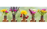 Naturactive huiles essentielles