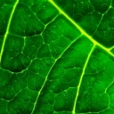 Bio - Nature