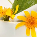 Bleus et bosses, Arnica