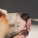 Compléments alimentaires pour animaux