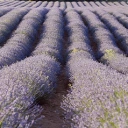 Huile essentielle de Lavande Aspic