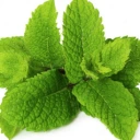 Huile essentielle de Menthe poivrée