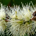 Huile essentielle de Niaouli