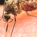 Piqûres démangeaisons