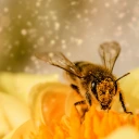 Découvrez les trésors de la ruche !
